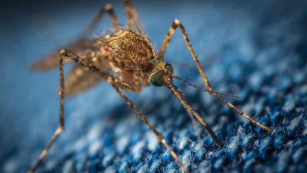 Governo de Goiás faz monitoramento permanente para erradicar à malária