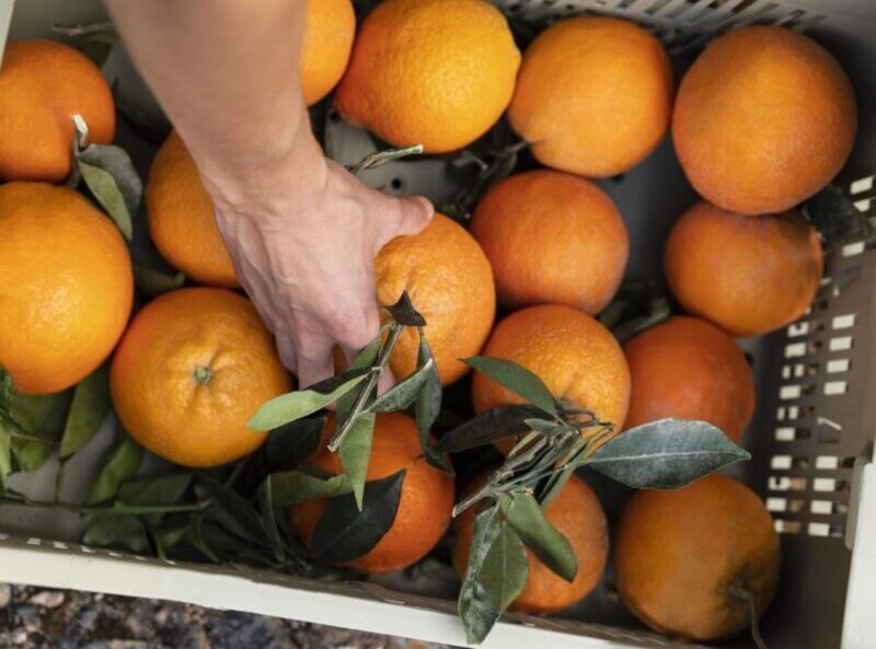 Brasil terá pior safra de laranja em 36 anos, prevê consultoria
