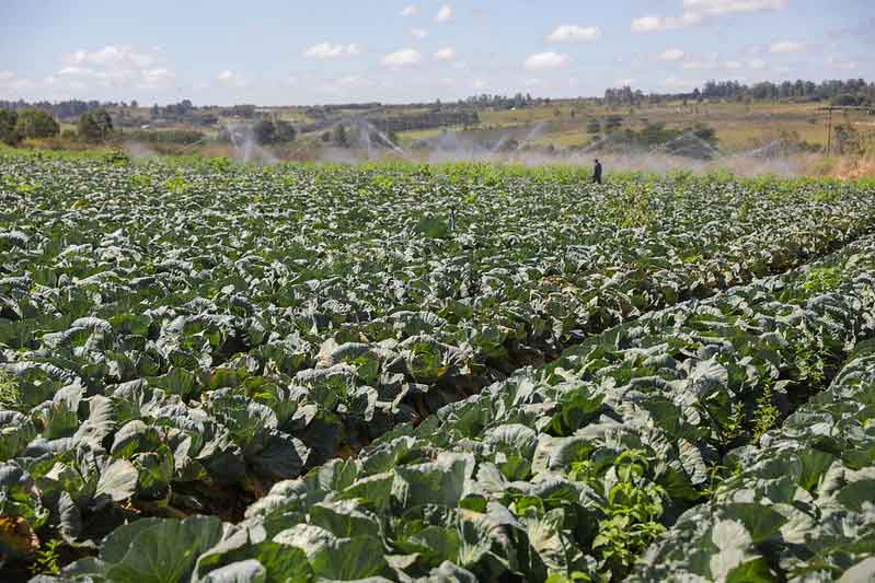 Produção de hortaliças do DF abastece a mesa dos brasilienses