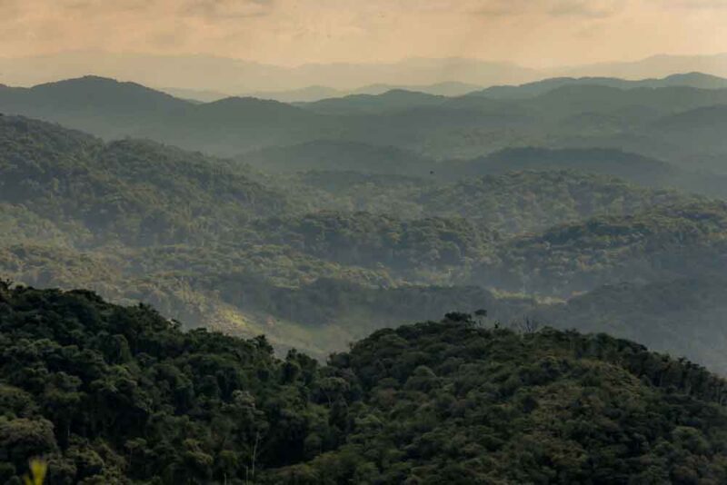 Dia da Amazônia: GDF apoia iniciativa Amazônia+10 e celebra a importância do bioma