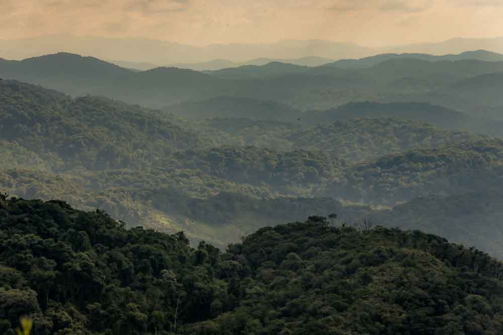 Desmatamento na Mata Atlântica cai em áreas contínuas entre 2022 e 2023