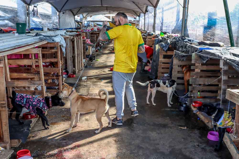 Chuvas no RS: governo do estado lança plano para ajudar animais