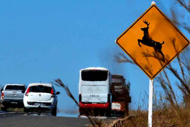 Audiência pública desta terça debate Implementação de passagens de fauna