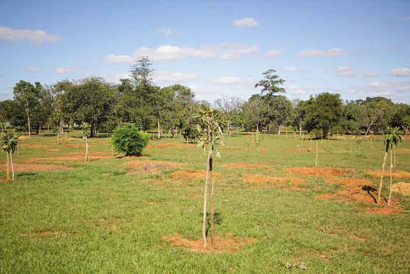 Mais de 2 mil árvores já foram plantadas no Parque da Cidade