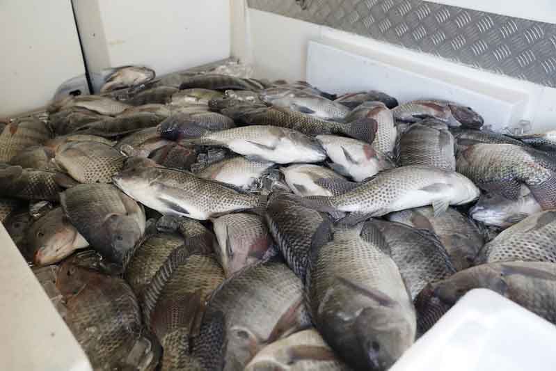 Criação de pescados bate recorde com formalização de produtores