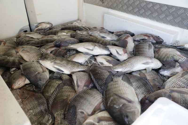 EUA deixam de exigir do Brasil certificação sanitária para exportação de pescados