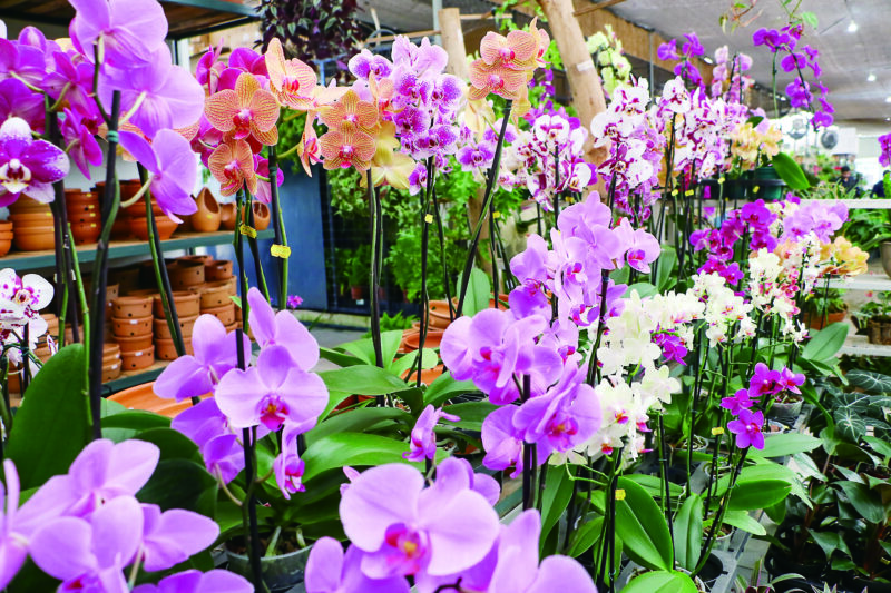 ♥DIA DOS NAMORADOS♥ DF é a segunda maior capital do Brasil em consumo de flores