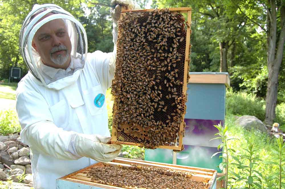 Após enchentes, apicultores estimam perda de 17 mil colmeias no RS