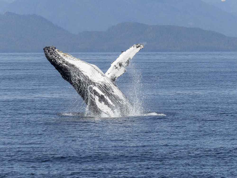 Uma baleia jubarte foi vista nadando na Praia de Ipanema, no domingo (9)