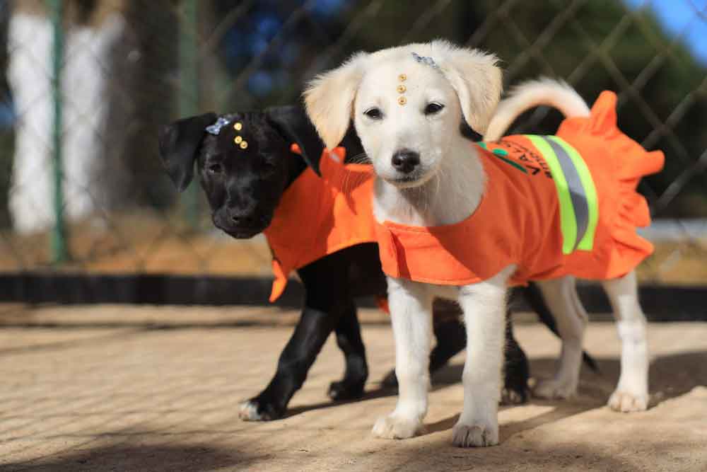 Projeto Cata-Pata: primeira Feira de Adoção Responsável de Cães