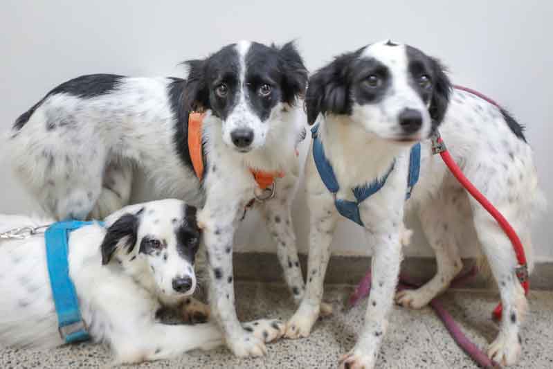 Zoonoses do Distrito Federal tem 28 animais disponíveis para adoção