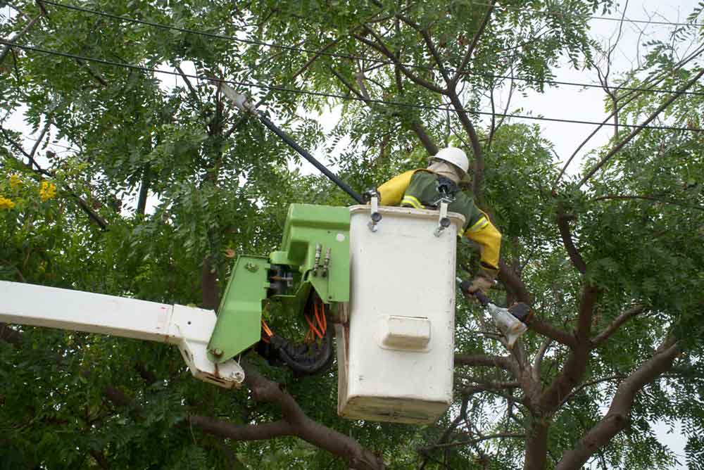 Áreas do Plano Piloto sem energia nesta quinta (13), poda de árvores