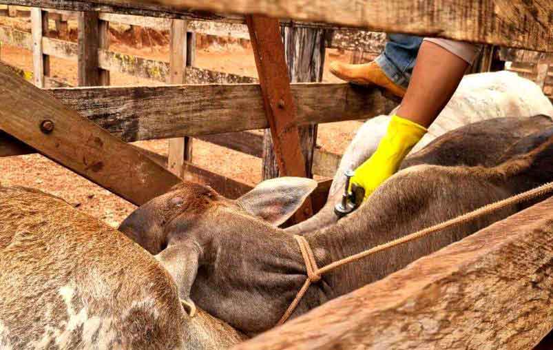 Governo de Goiás amplia prazo de vacinação contra brucelose no estado