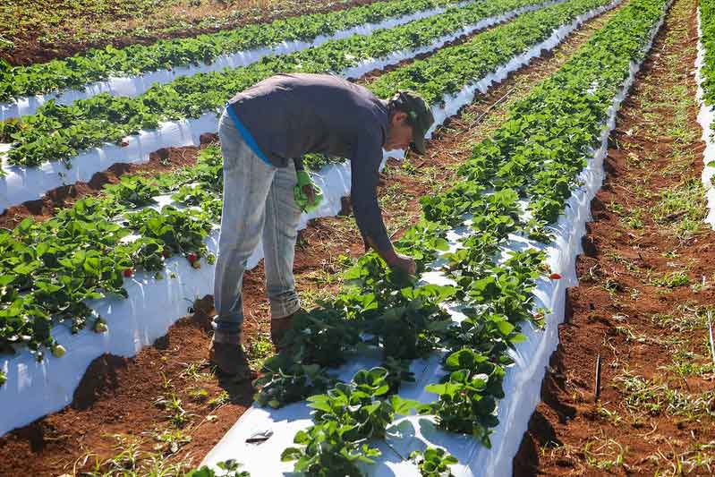 Crédito rural impulsiona a produção agrícola no Distrito Federal