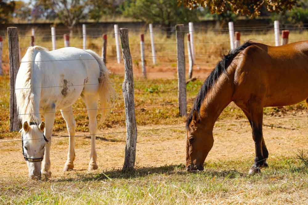 Projeto Adote um animal: incentiva adoção responsável de bovinos e equinos 