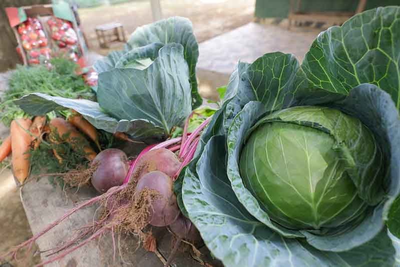 GDF vai investir mais de R$ 32,6 milhões na compra de alimentos da agricultura familiar 