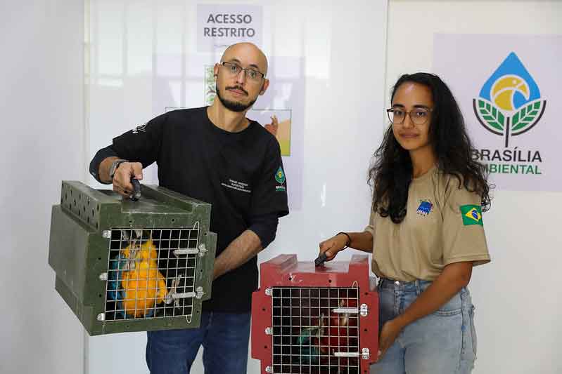 GDF: animais resgatados dos incêndios florestais recebem tratamento