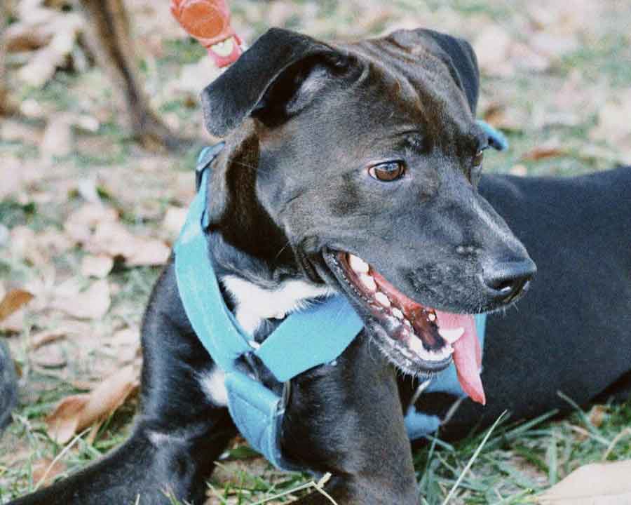 Seis cães disponíveis para adoção na Zoonoses de Brasília