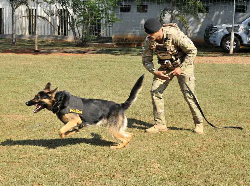 Cães treinados pela PMDF atuam na identificação de explosivos na Esplanada