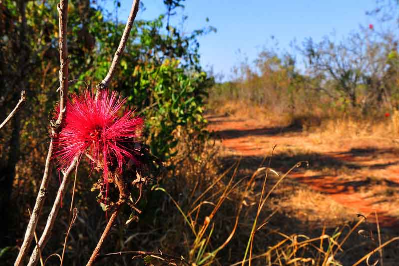 Cerrado em Pé: Governo de Goiás vai remunerar produtores que preservarem áreas nativas