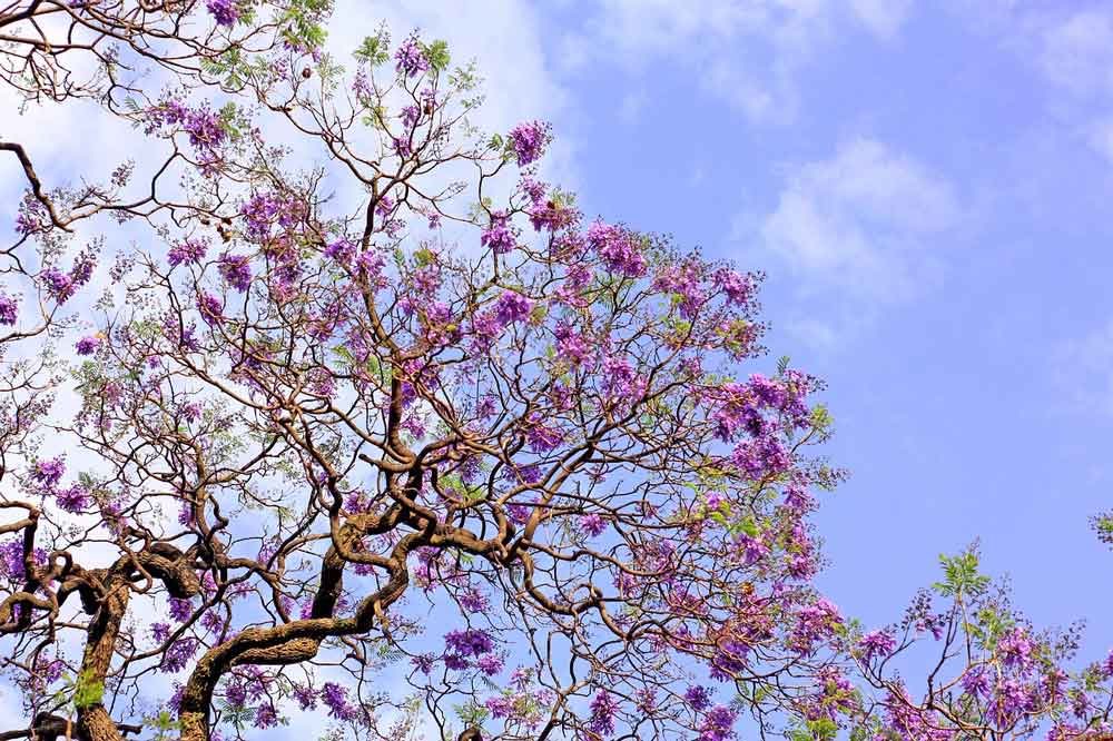 Primavera chega com cores e aromas marcado pela floração de diversas espécies no DF