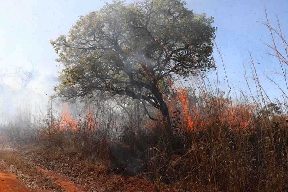 Incêndios que atingiram a Floresta Nacional de Brasília foram extintos