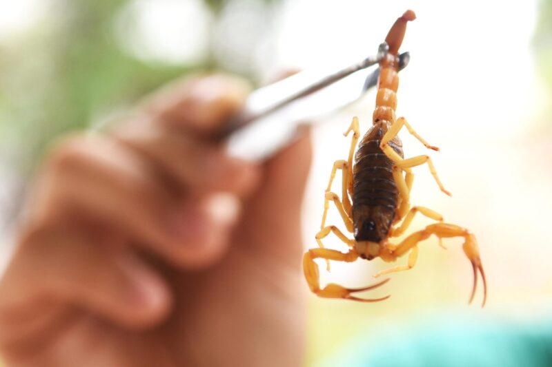 Chuvas aumentam o risco de picadas de escorpião