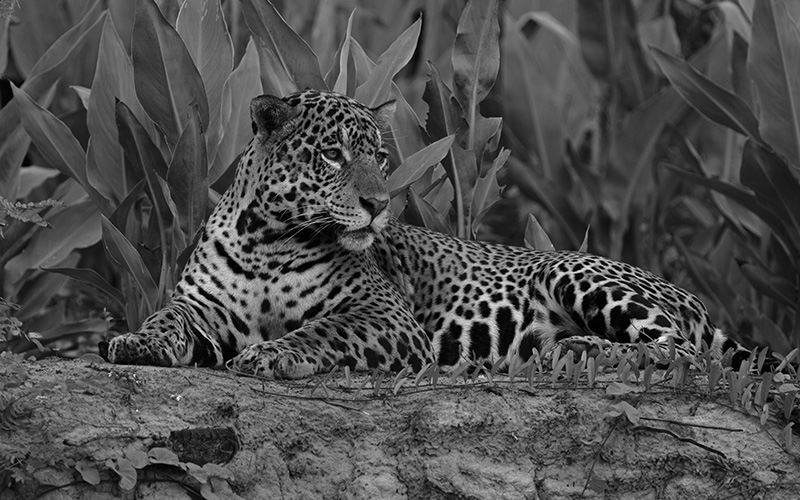 DF recebe curso gratuito de fotografia e conscientização ambiental