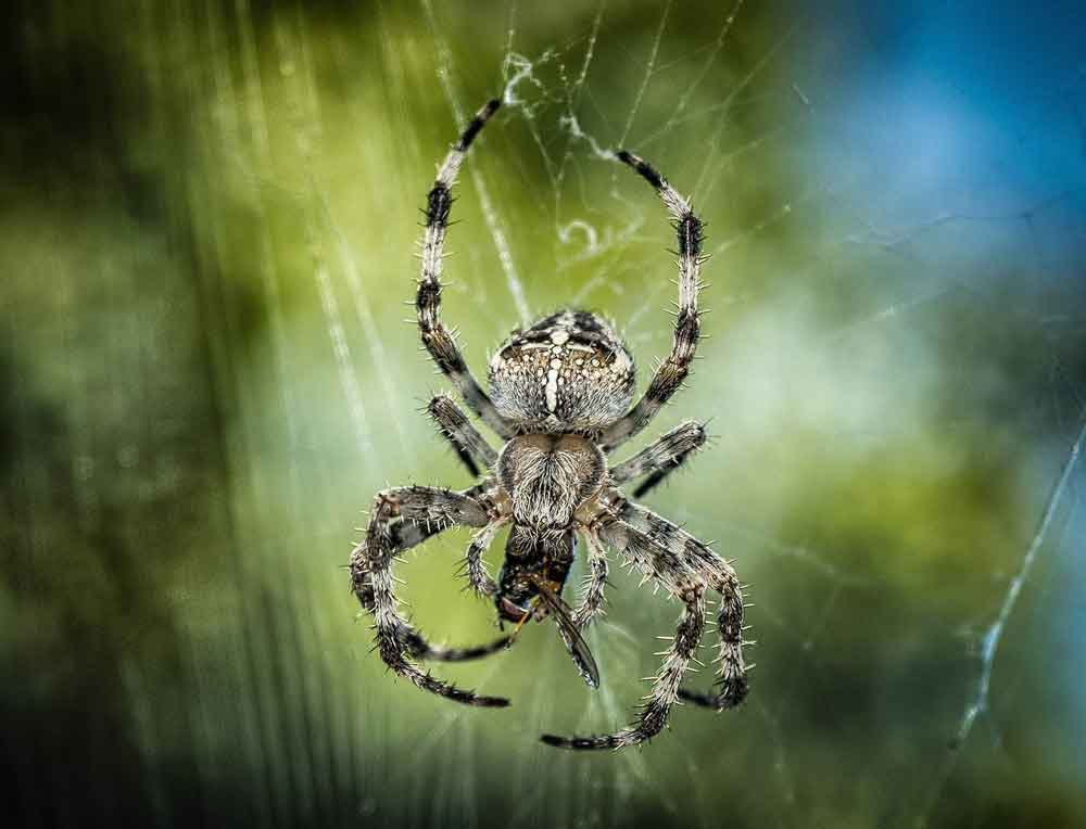 Acidentes causados por aranhas são a segunda maior causa de envenenamento no Brasil