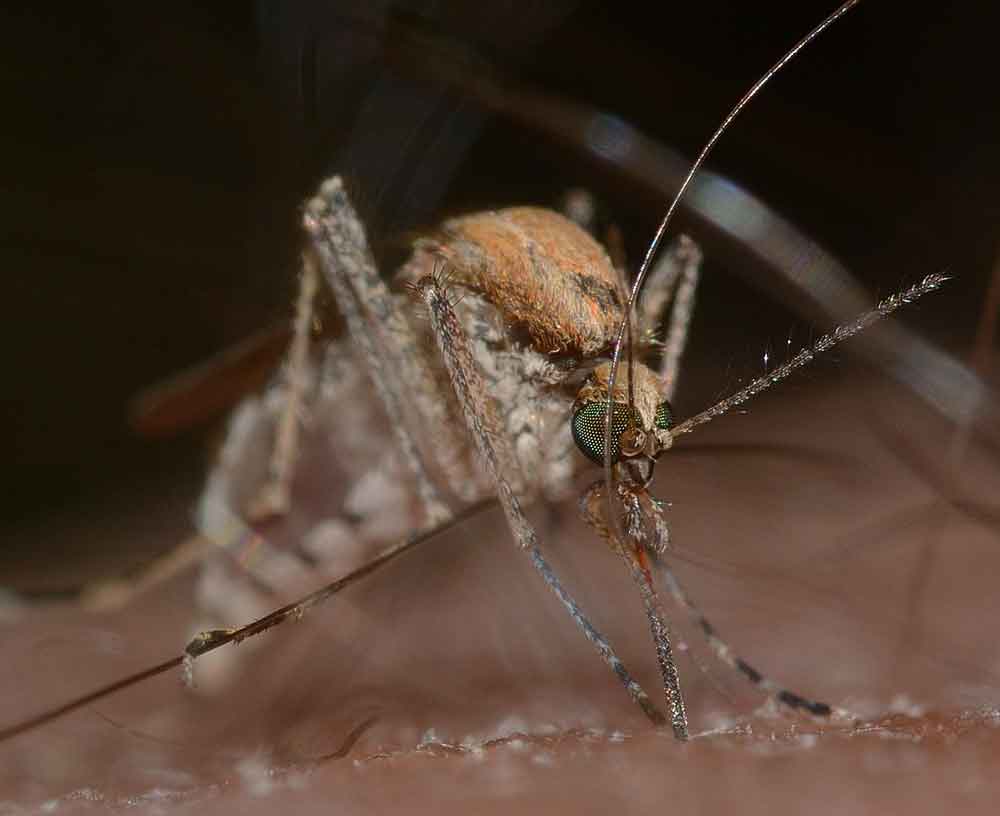 Elefantíase foi eliminada do território brasileiro como problema de saúde pública