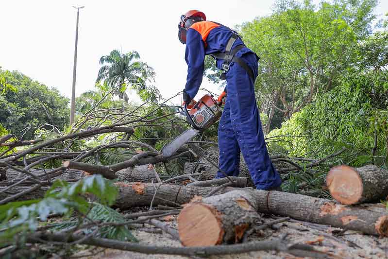 Serviços de podas e remoção de árvores, saiba como solicitar