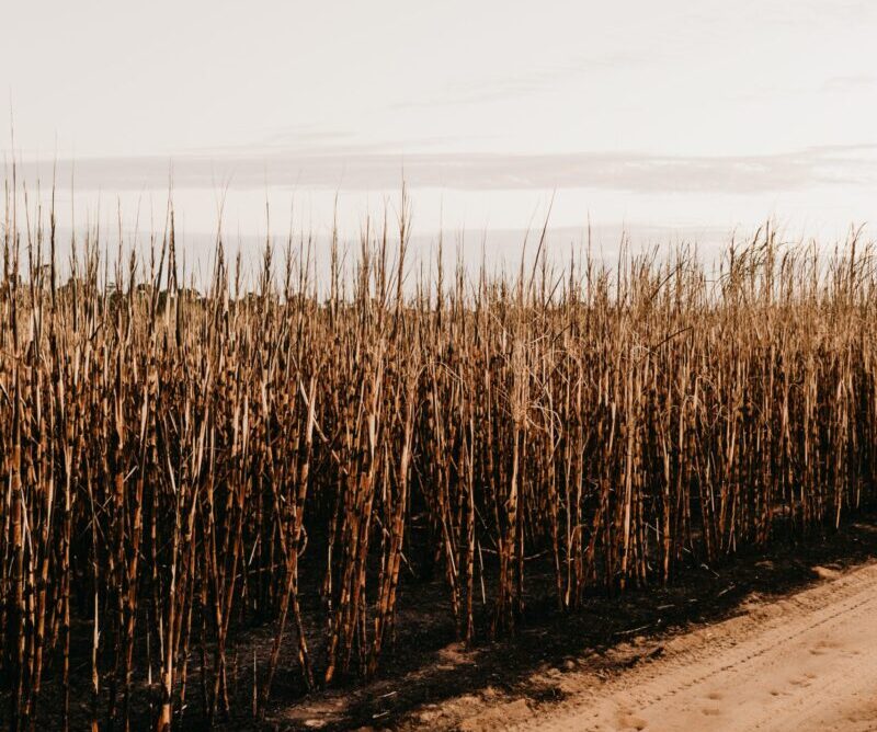 Clima extremo faz preços globais de alimentos terem a maior alta desde a invasão da Ucrânia