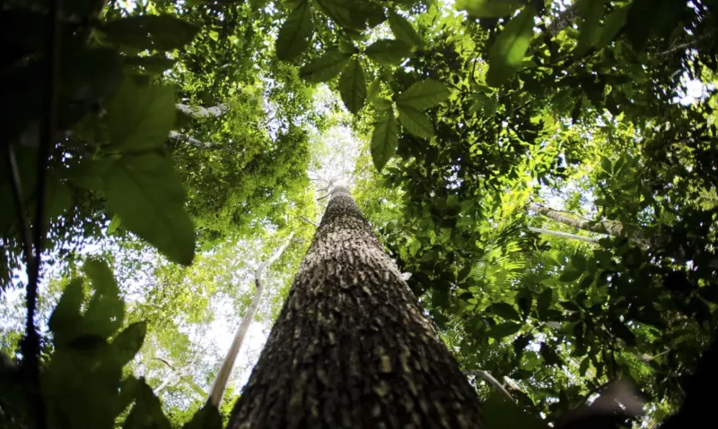 Lideranças indígenas e ativistas debatem em Manaus futuro da Amazônia