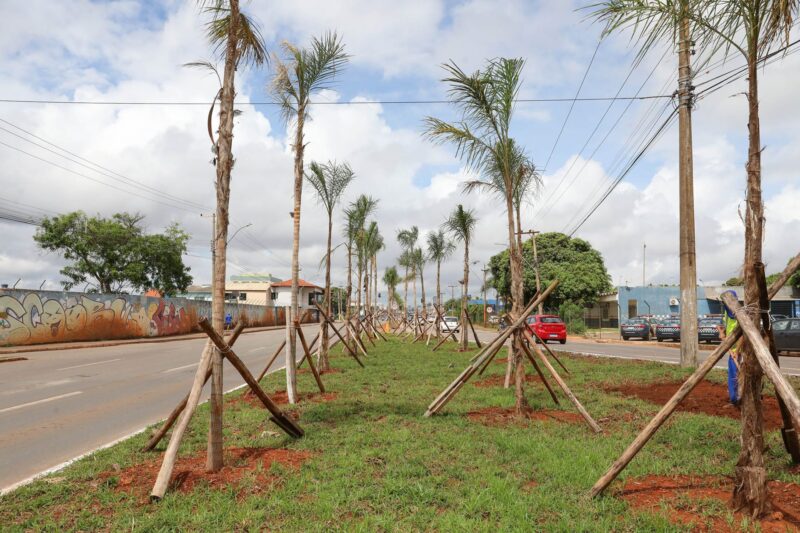 Plantio de 1.850 mudas renova a paisagem da Hélio Prates, em Taguatinga