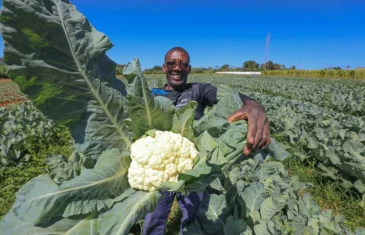 Programas de aquisição de alimentos fortalece agricultura familiar e segurança alimentar