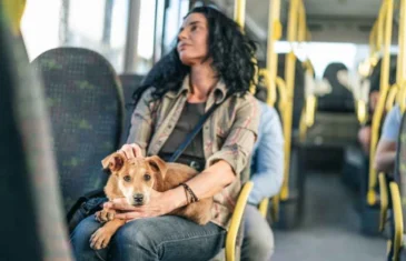 Pets nas férias: saiba como cuidar do animal durante viagens