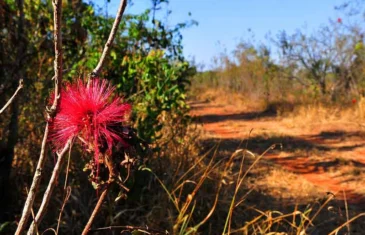 Jardim Botânico de Brasília promove ações de conservação da flora do Cerrado