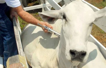 Goiás: vacinação contra a raiva de herbívoros deve ser feita até dia 15