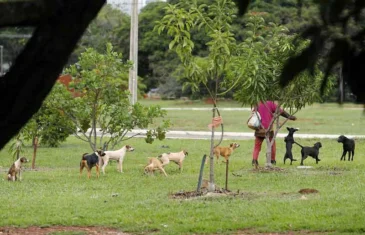 Dezembro Verde: campanha chama a atenção para o combate ao abandono de animais