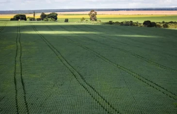 Em menos de quatro décadas, área destinada à soja cresce nove vezes