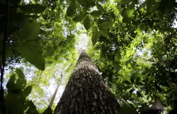 Lideranças indígenas e ativistas debatem em Manaus futuro da Amazônia