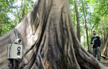 Tecnologias monitoram biodiversidade, árvores e ar da Amazônia