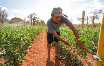 Programas do GDF fortalecem agricultura familiar e a segurança alimentar