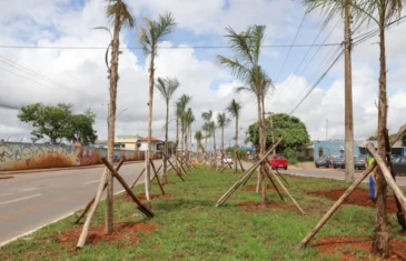 Plantio de 1.850 mudas renova a paisagem da Hélio Prates, em Taguatinga