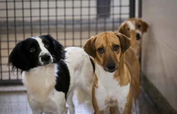 Cães resgatados em operação na Candangolândia estão disponíveis para adoção