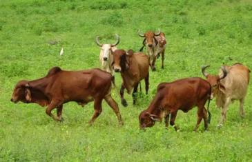 Melhoramento genético de gado traz sustentabilidade a propriedades rurais do DF