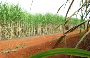 “Super enzima” de bactéria pode transformar resíduos em biocombustível