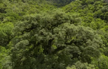 Instituições financeiras têm baixo desempenho em sustentabilidade