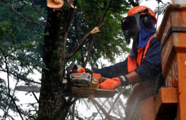 Saiba como solicitar podas e remoção de árvores mortas pelo GDF