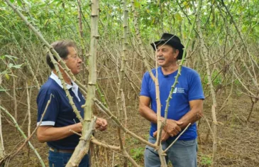 Novas variedades de mandioca podem chegar a produzir 64 kg por hectare